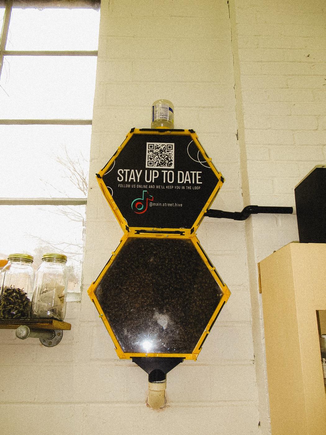 The shop's observation hive — a hexagonal glass case of working bees mounted on the wall beside the window